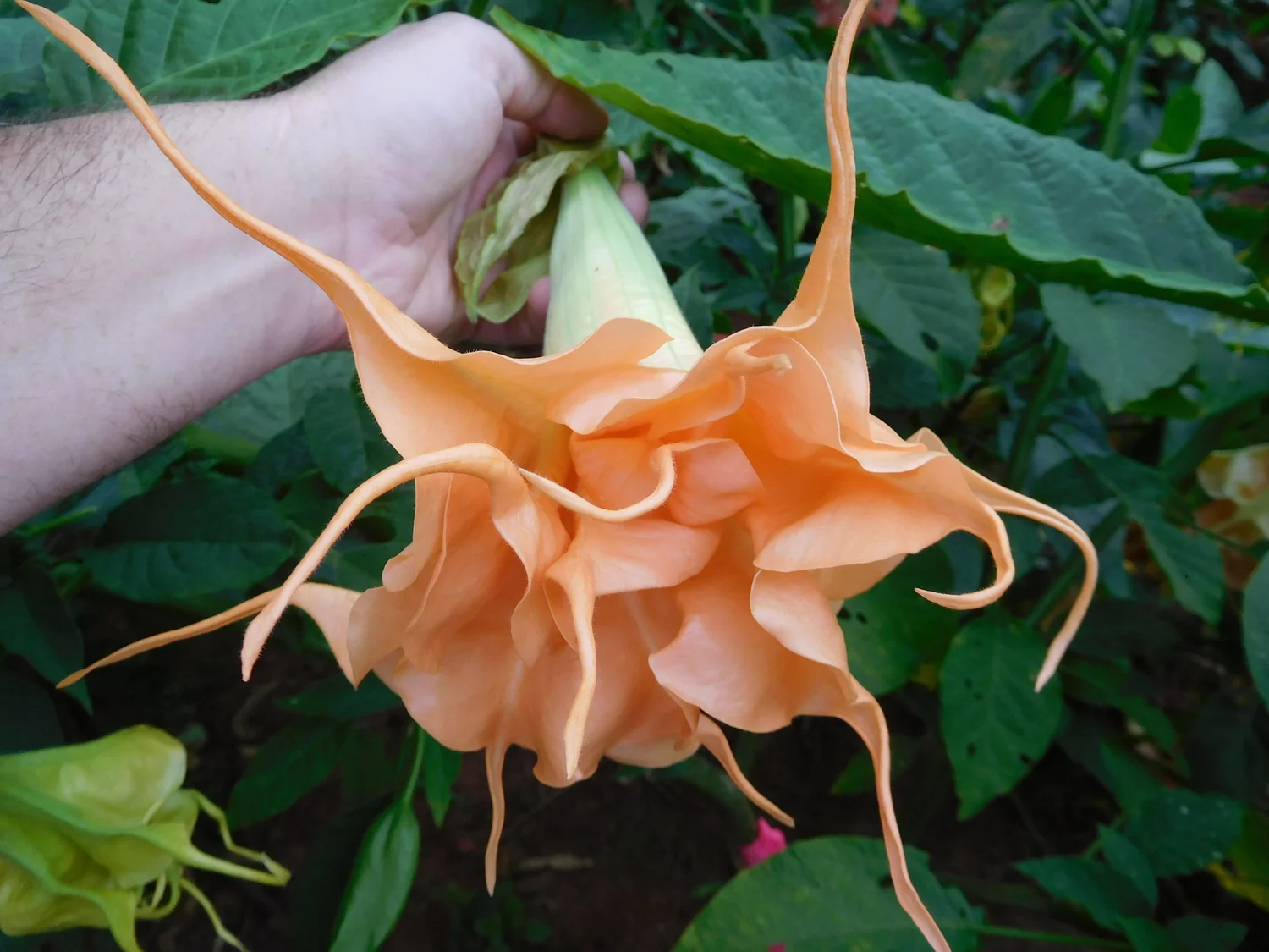Angels Sunexplosion Brugmansia UNROOTED CUTTING — Angel